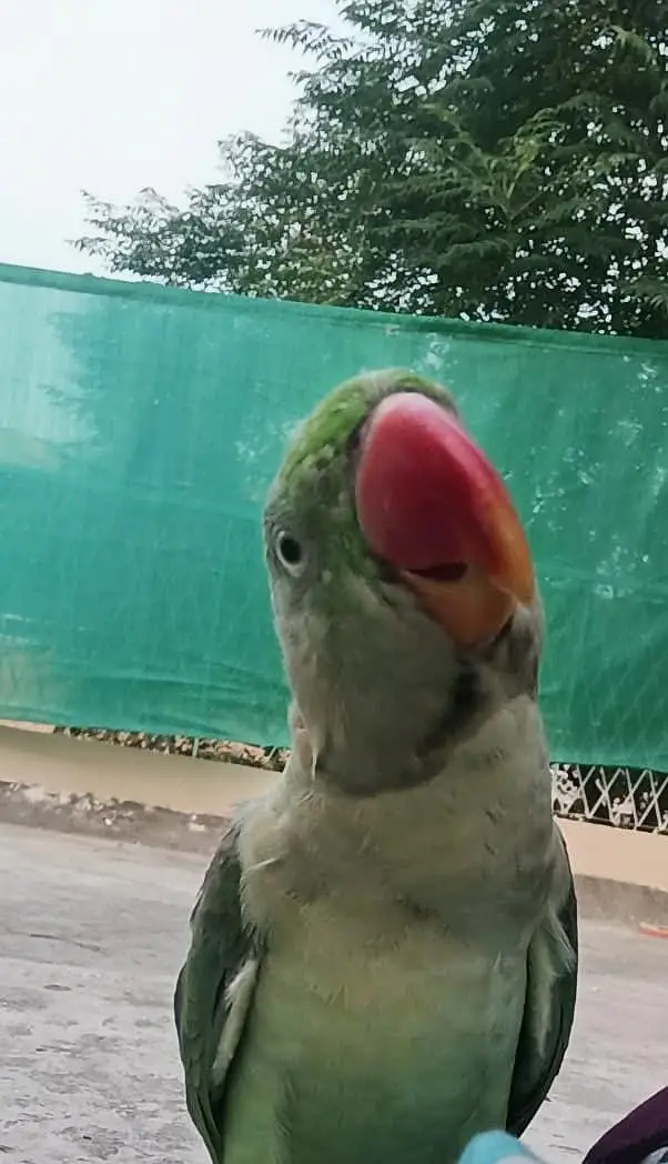 GREEN PARROT FOR SALE — photo 4