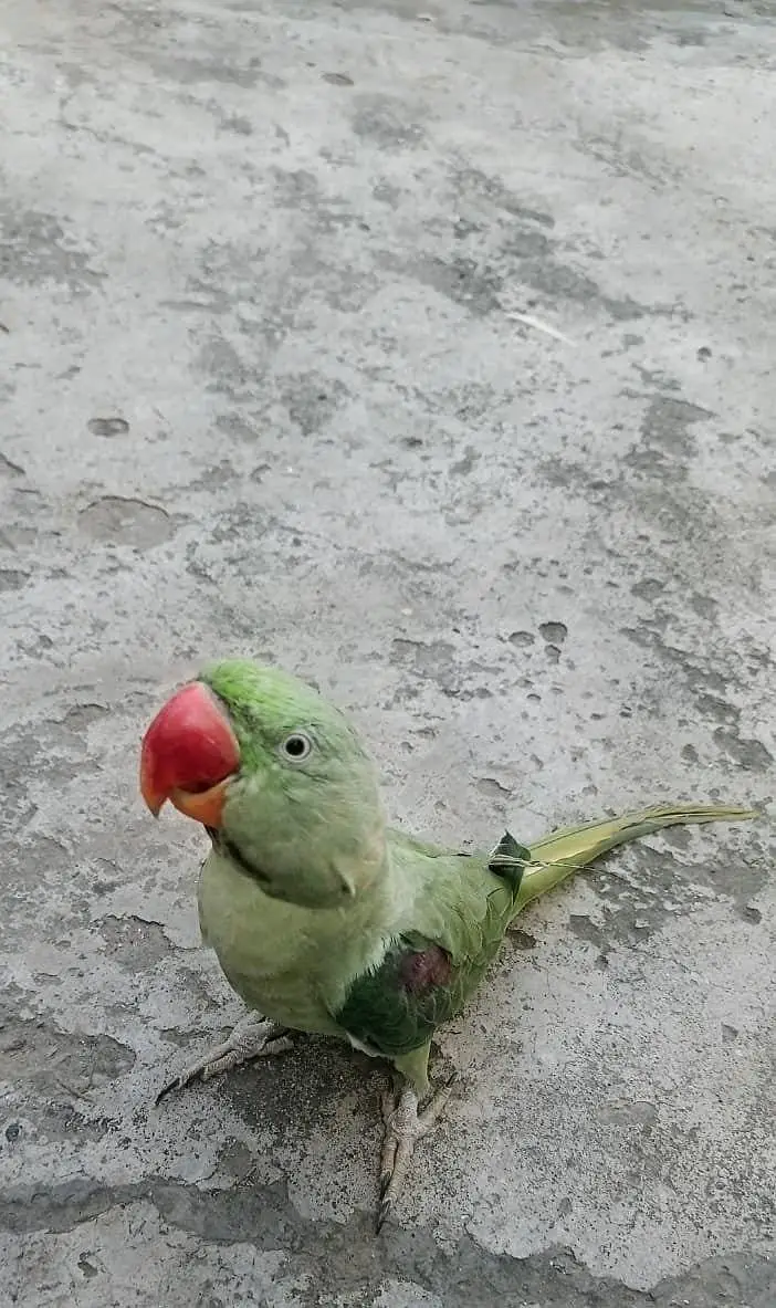 GREEN PARROT FOR SALE — photo 5