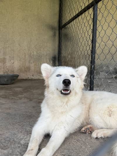 White coat Siberian husky