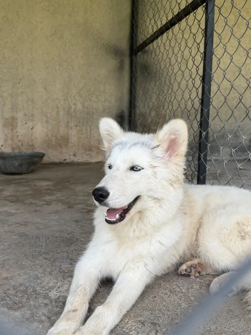 White coat Siberian husky — photo 2