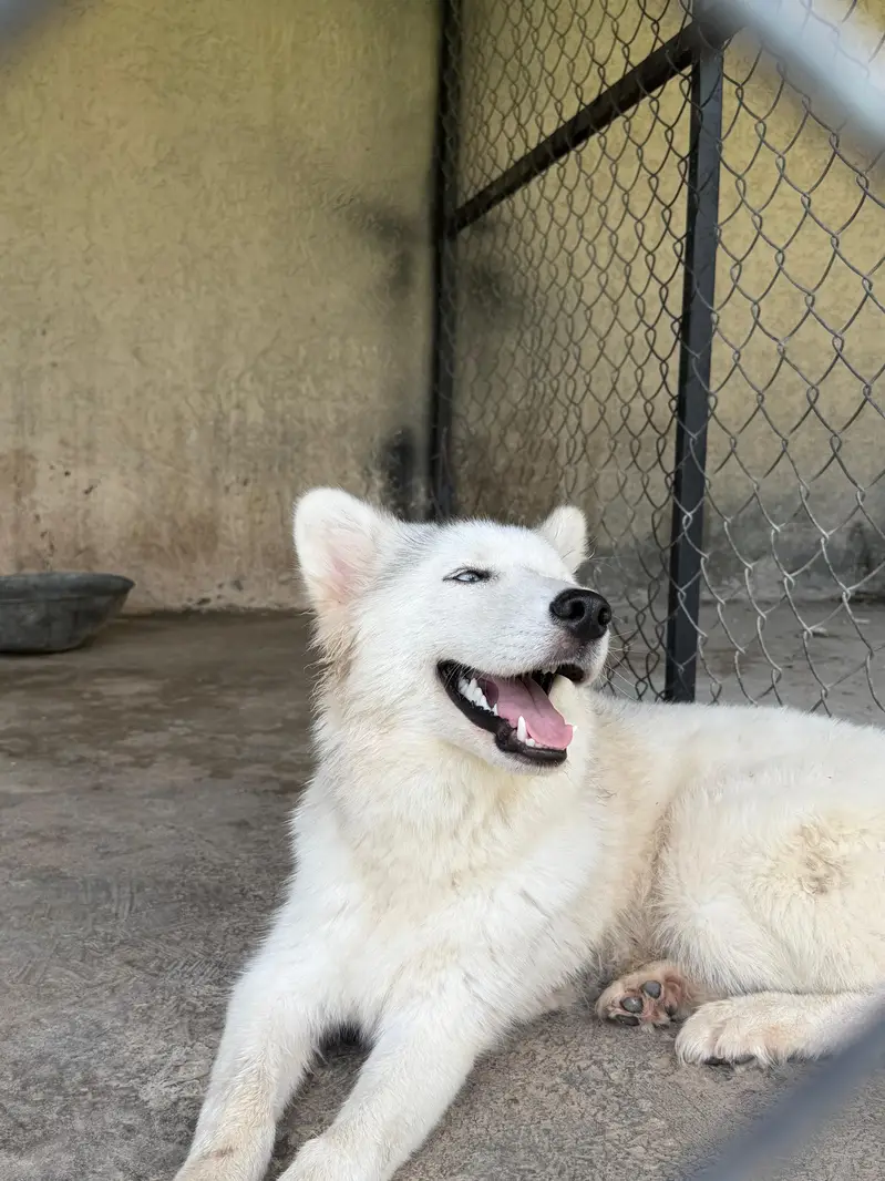 White coat Siberian husky — photo 3