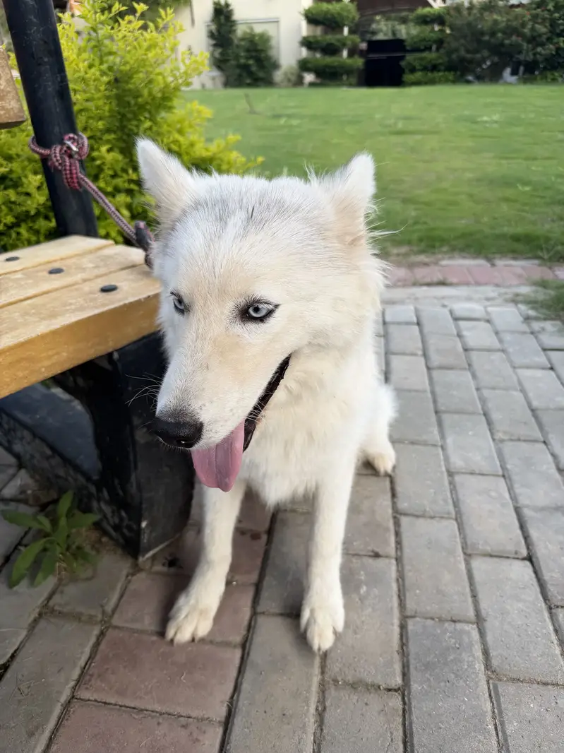 White coat Siberian husky — photo 4