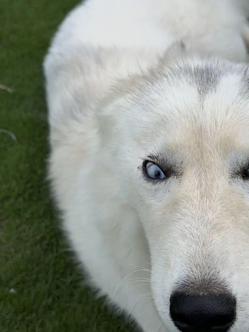 White coat Siberian husky — photo 5