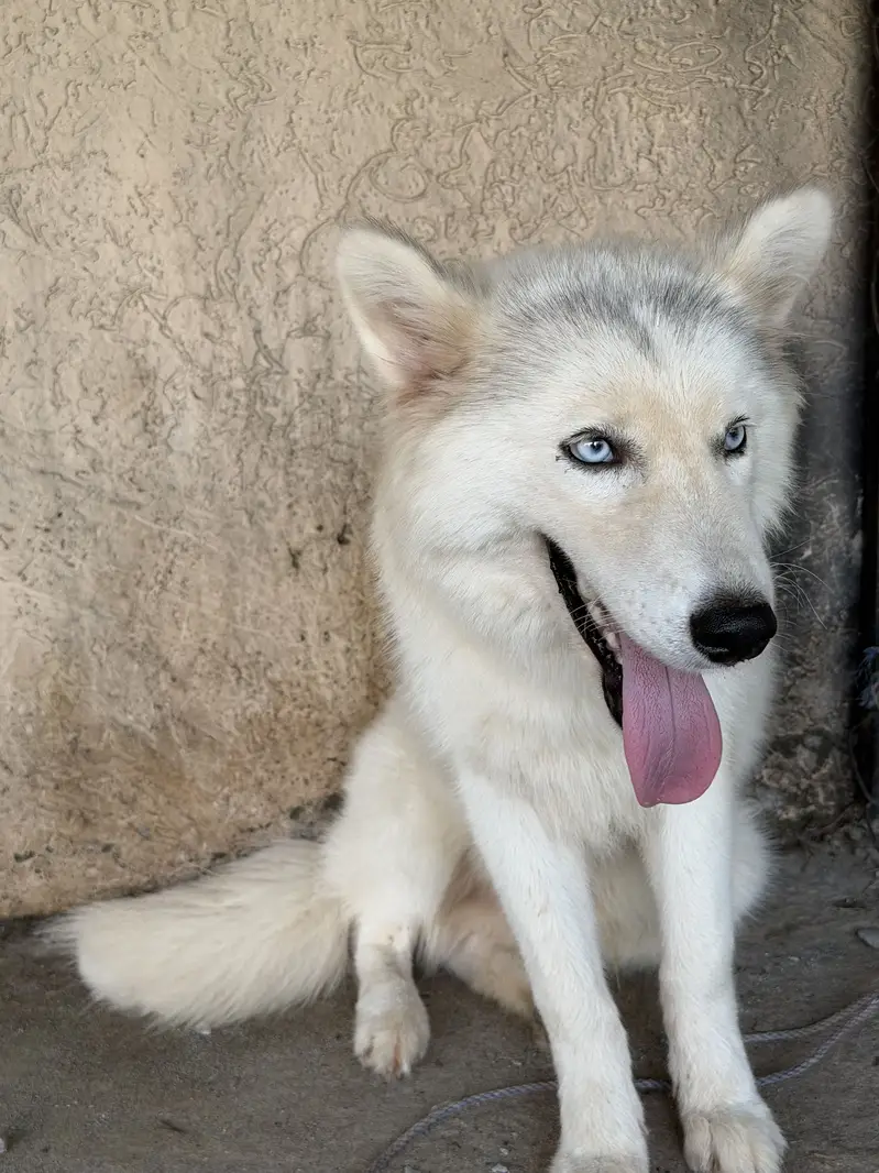 White coat Siberian husky — photo 6