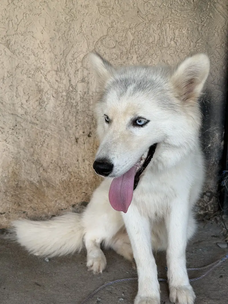 White coat Siberian husky — photo 7
