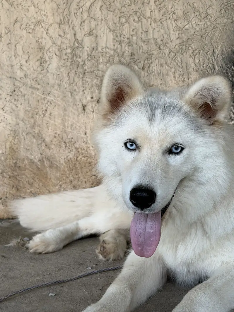 White coat Siberian husky — photo 8