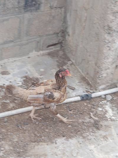 Aseel hen for urgent sale