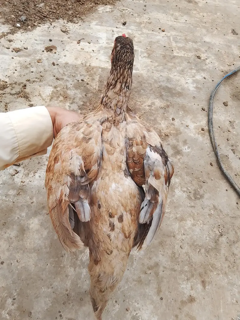 Aseel hen for urgent sale — photo 3