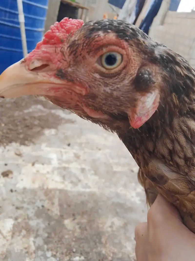 Aseel hen for urgent sale — photo 4