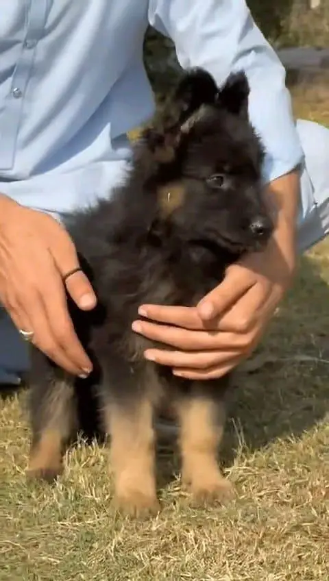 German shepherd puppies argent for sale — photo 4