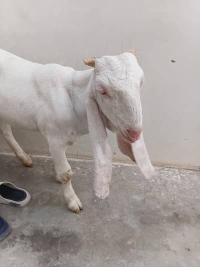 gulbai bakri