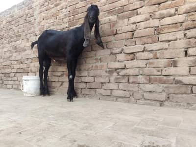 nagra breeder for sale hight 38 fresh do dant hai