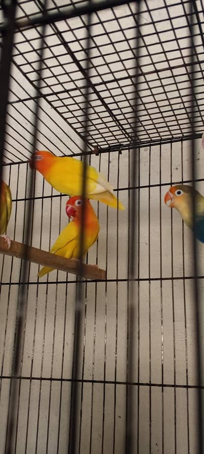 love birds breeder pairs