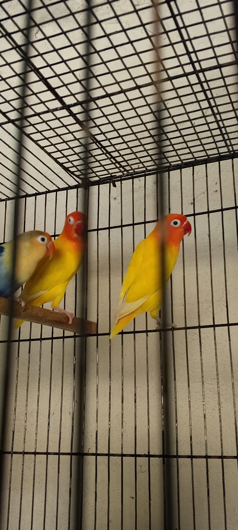 love birds breeder pairs — photo 2
