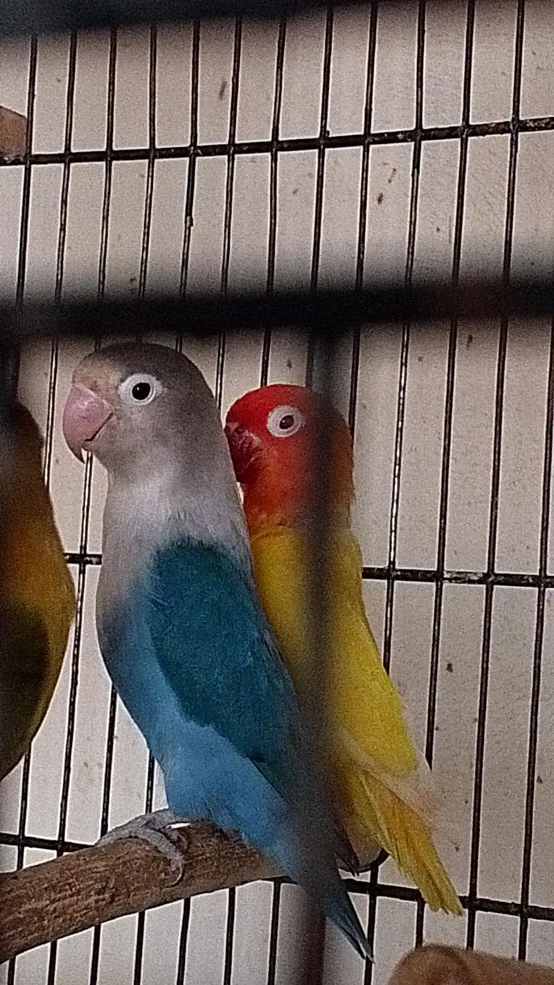 love birds breeder pairs — photo 3