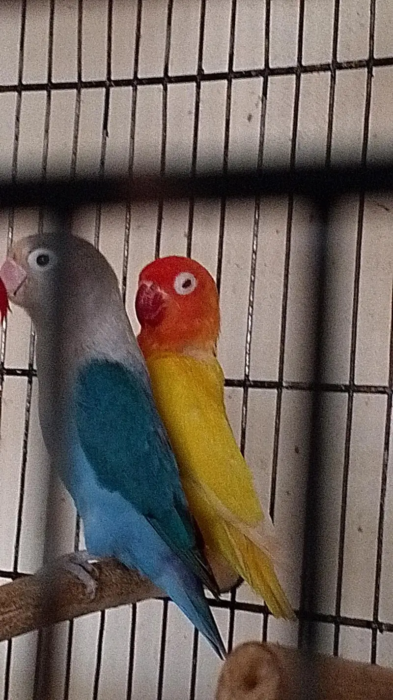 love birds breeder pairs — photo 4