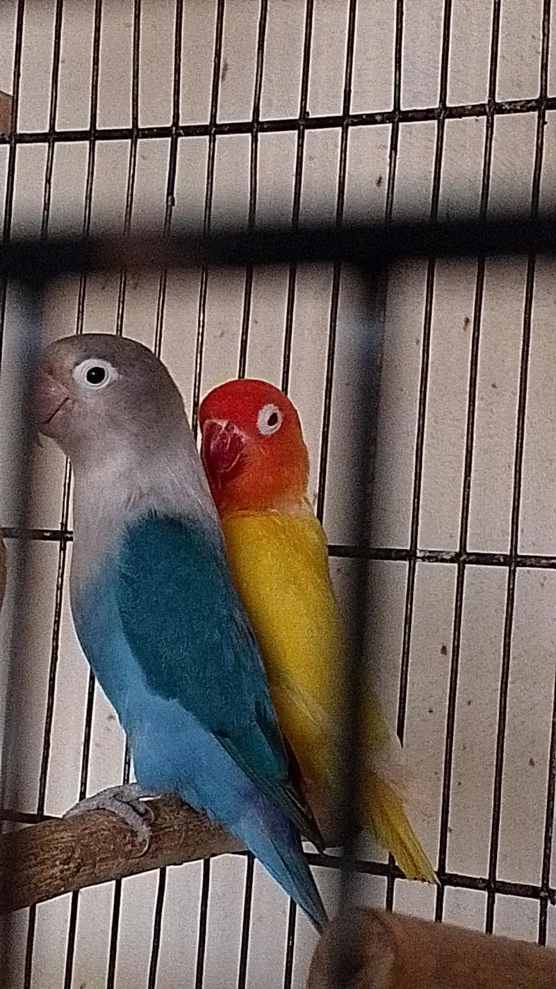 love birds breeder pairs — photo 5