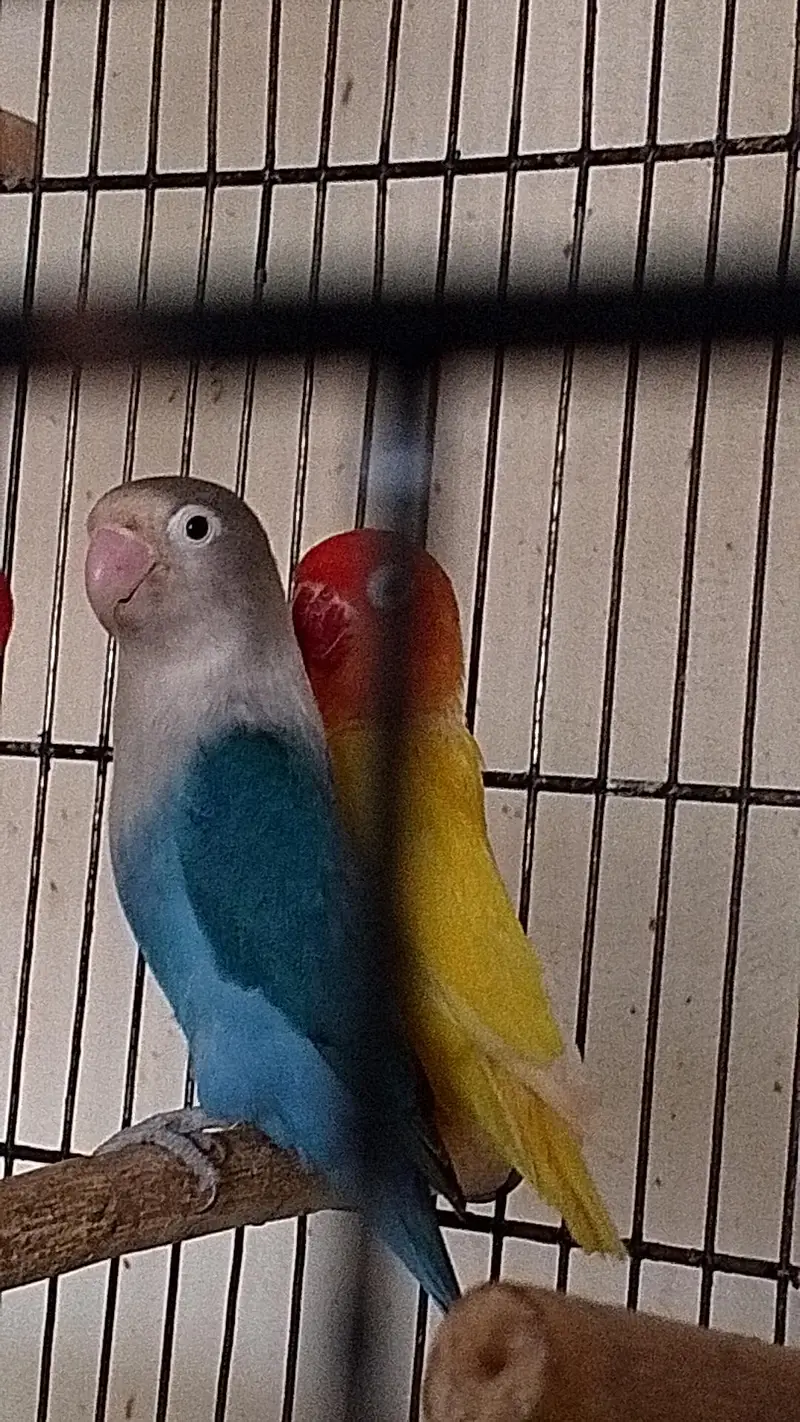 love birds breeder pairs — photo 6