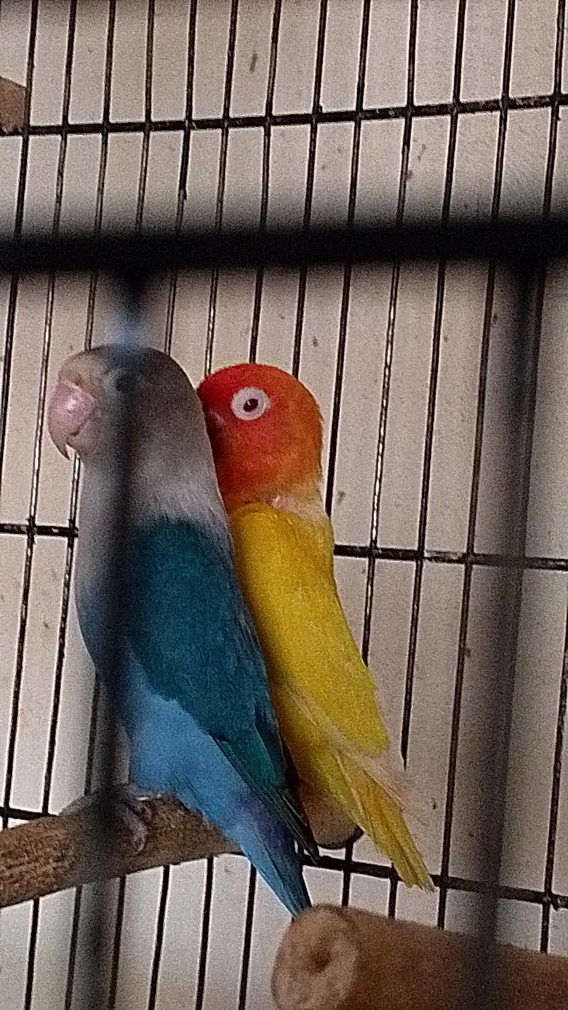 love birds breeder pairs — photo 7
