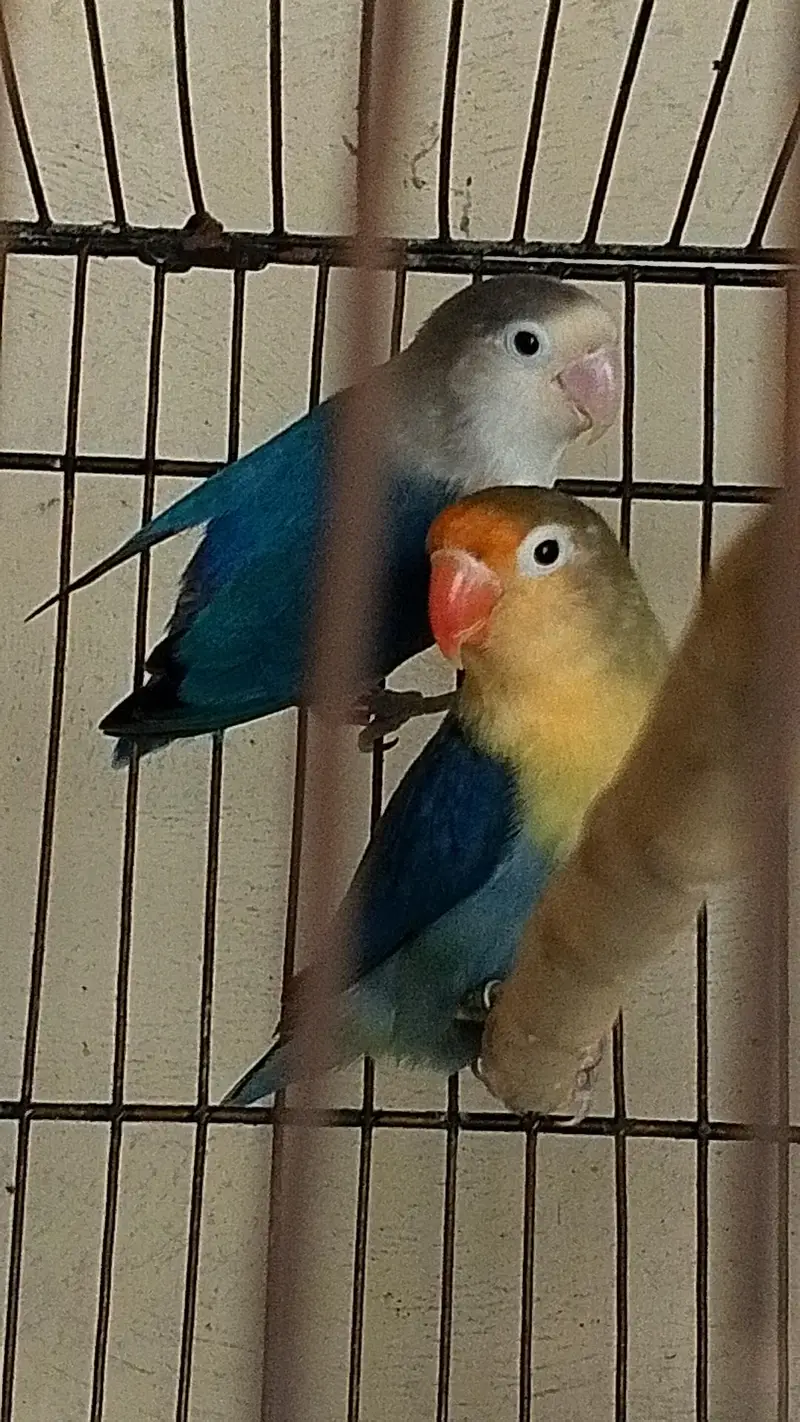 love birds breeder pairs — photo 8