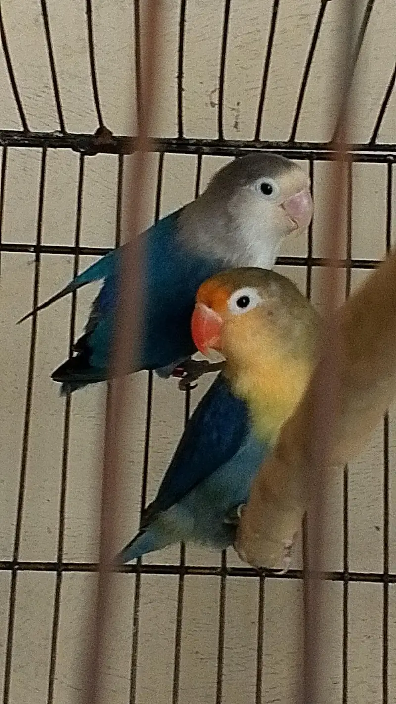 love birds breeder pairs — photo 9