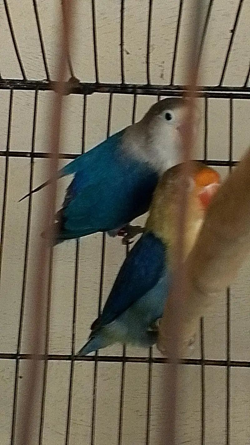 love birds breeder pairs — photo 10