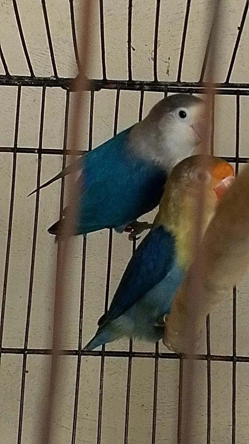 love birds breeder pairs — photo 11