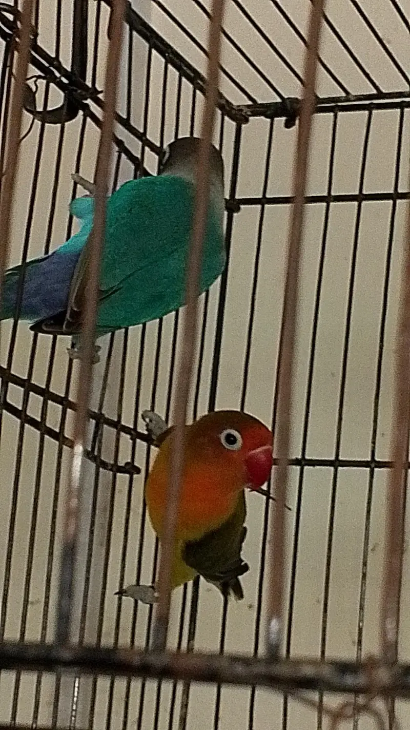 love birds breeder pairs — photo 12
