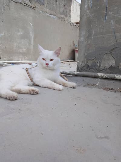 Persian cat
