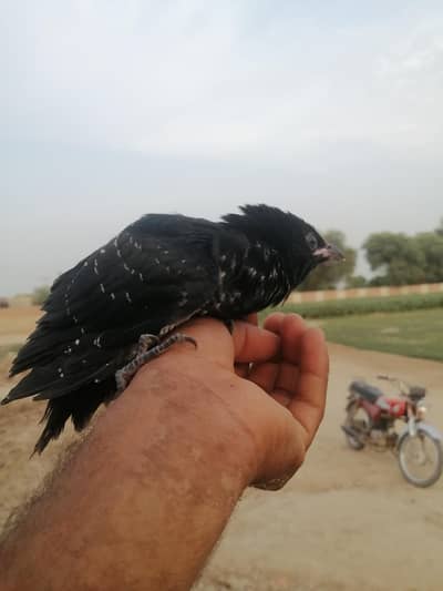 Asian Koel (Koyal / کوئل)