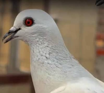 First High Top Quality Pigeon