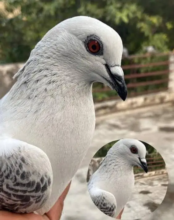 First High Top Quality Pigeon — photo 2