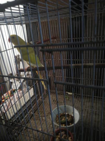 yellow ring neck