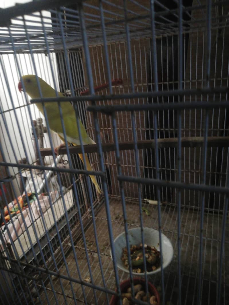 yellow ring neck 0