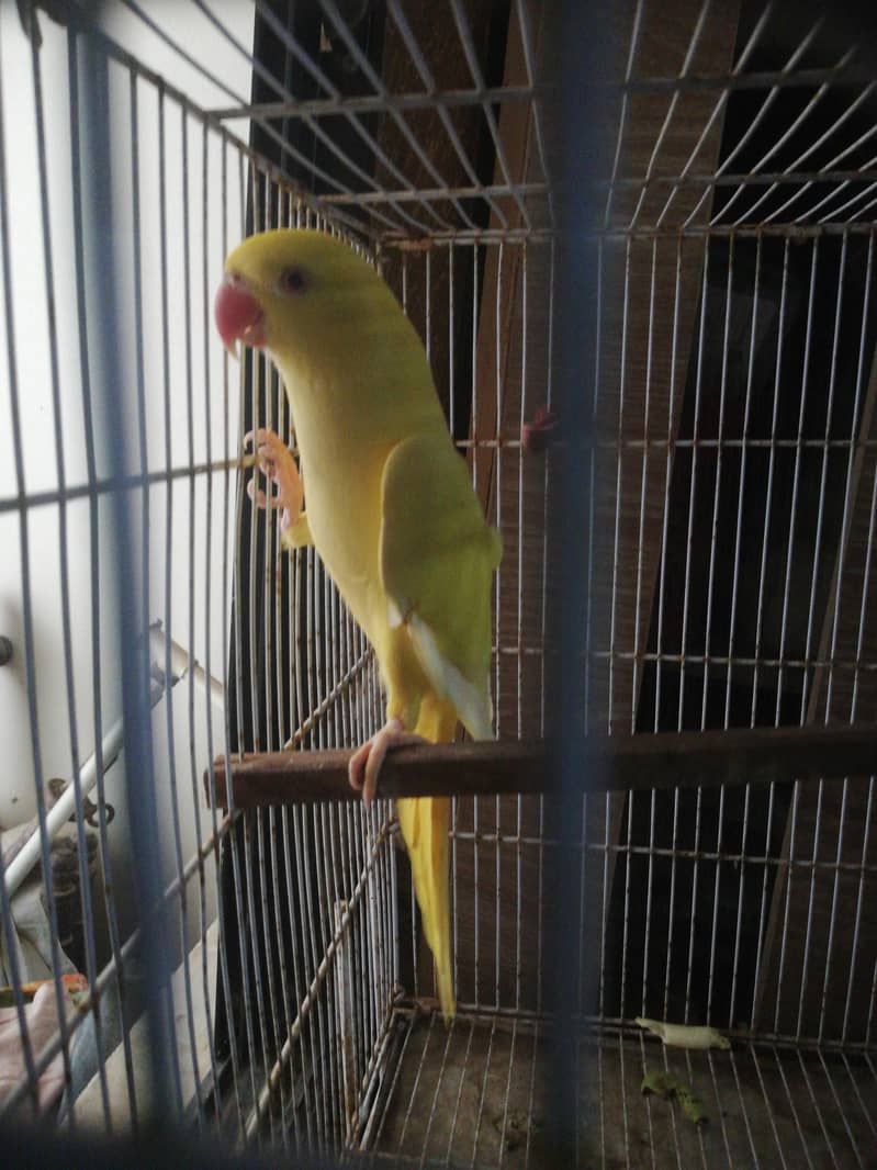 yellow ring neck 1