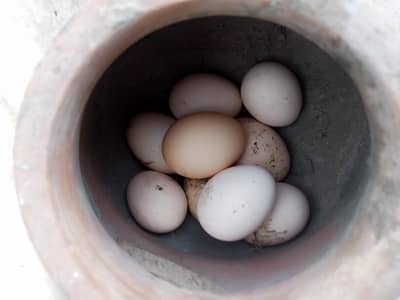 Astralope aur Desi Misri hens eggs  laying aur fancy chickks sale