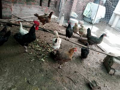 Astralope aur Desi Misri hens eggs  laying aur fancy chickks sale