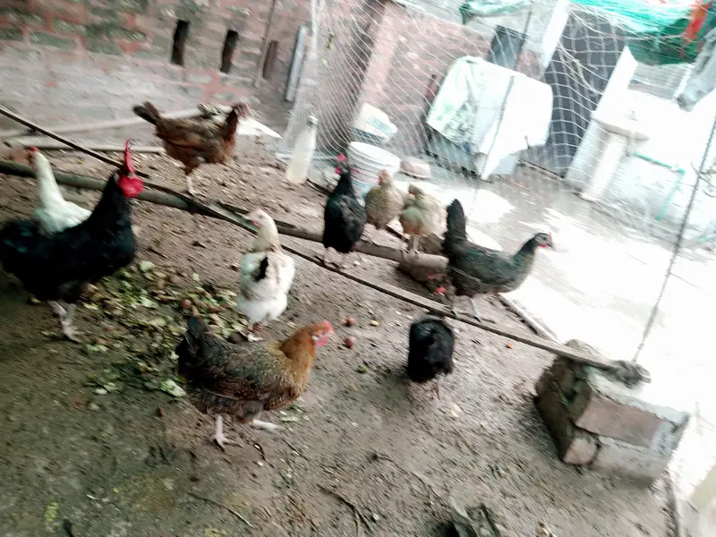 Astralope aur Desi Misri hens eggs  laying aur fancy chickks sale — photo 3