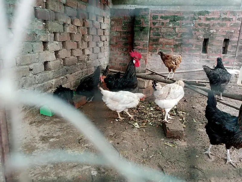 Astralope aur Desi Misri hens eggs  laying aur fancy chickks sale — photo 4