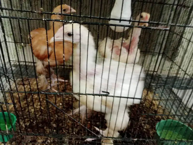 Astralope aur Desi Misri hens eggs  laying aur fancy chickks sale — photo 5