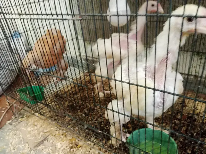 Astralope aur Desi Misri hens eggs  laying aur fancy chickks sale — photo 6