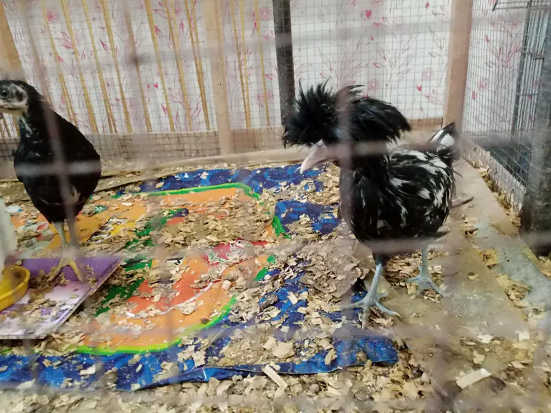 Astralope aur Desi Misri hens eggs  laying aur fancy chickks sale — photo 7