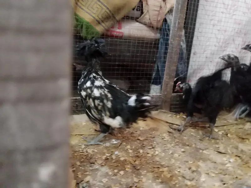 Astralope aur Desi Misri hens eggs  laying aur fancy chickks sale — photo 8