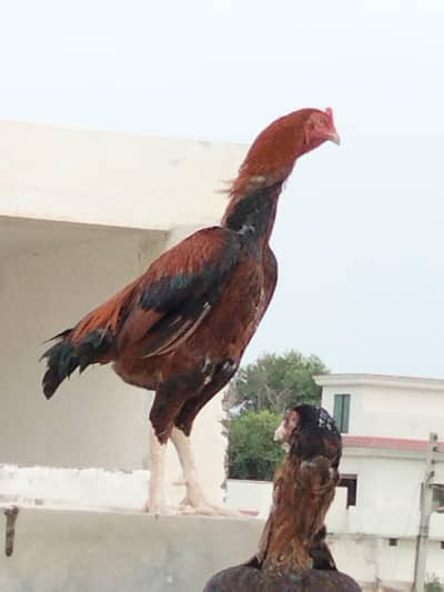 Rogni aseel hen's