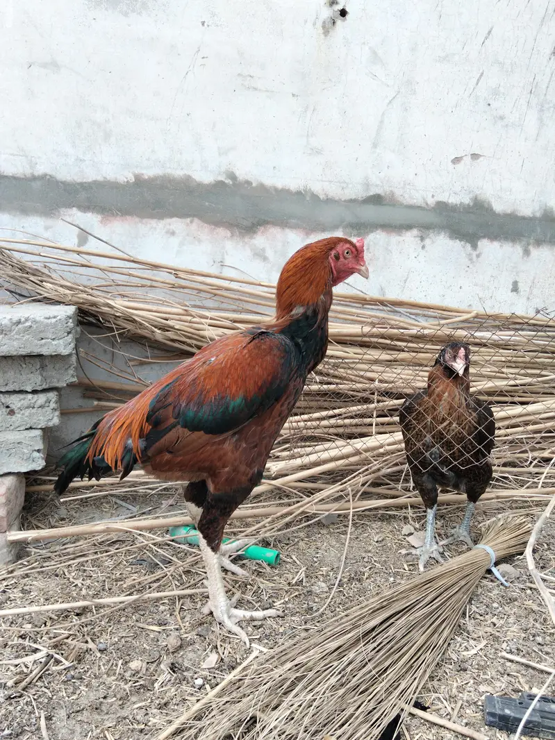 Rogni aseel hen's — photo 2