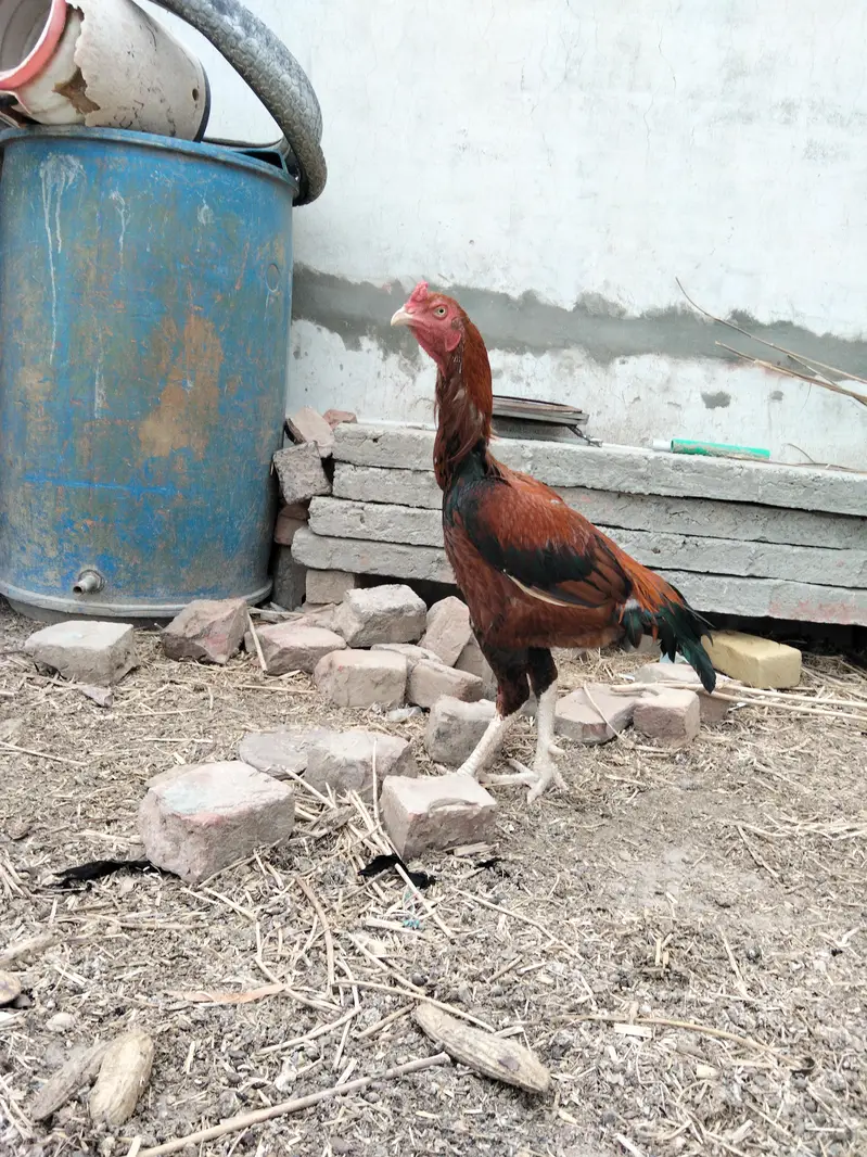 Rogni aseel hen's — photo 3