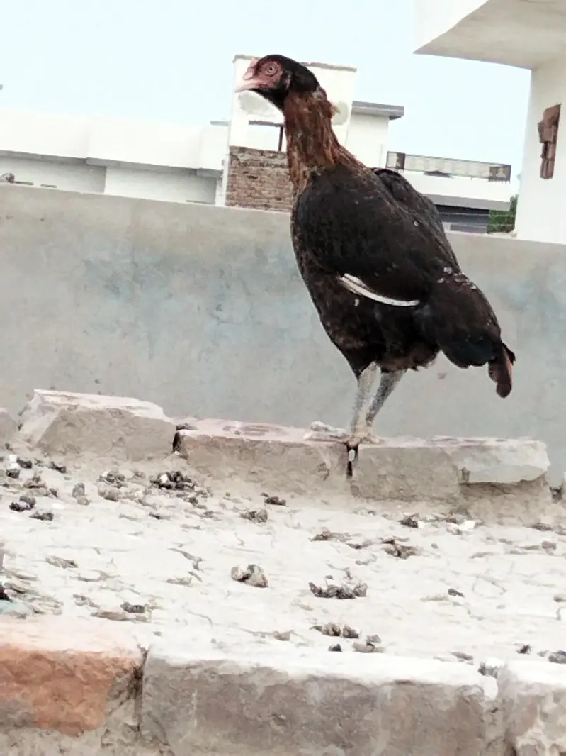 Rogni aseel hen's — photo 4