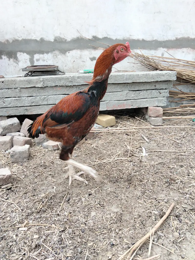 Rogni aseel hen's — photo 5