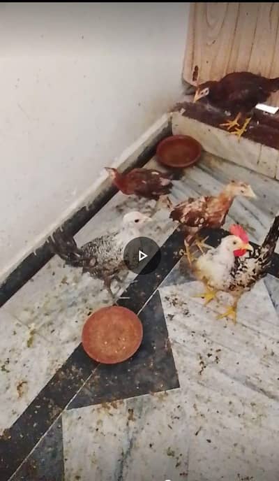 mishri golden hen's