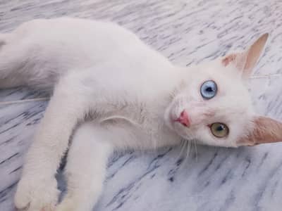 beautiful whait odd eyes cat female, friendly, healthy.